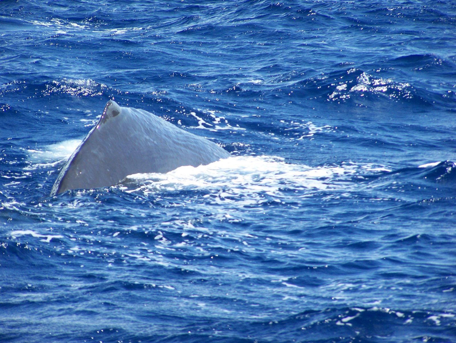 Whale Watching